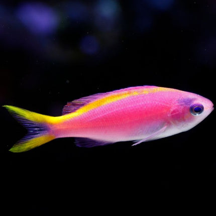 Perca de Coral o Pseudanthias tuka