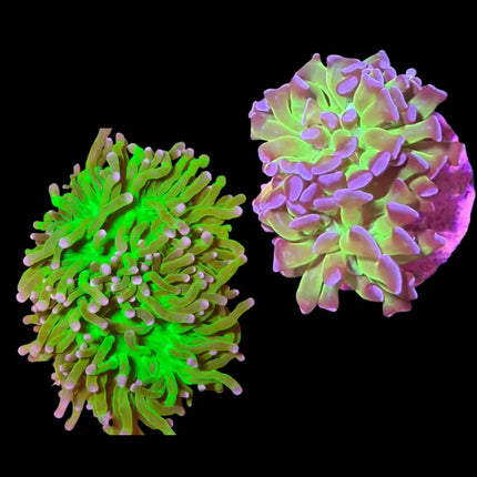 Pack de Euphyllia glabrescens y Euphyllia ancora