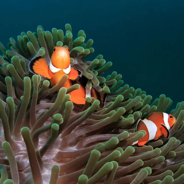 Pack de payasos Amphiprion ocellaris con anémona Entacmaea quadricolor