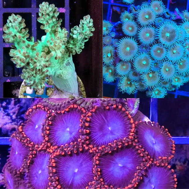 Pack de corales para principiantes con Palythoa, Árbol de Kenia Flúor y Zoanthus