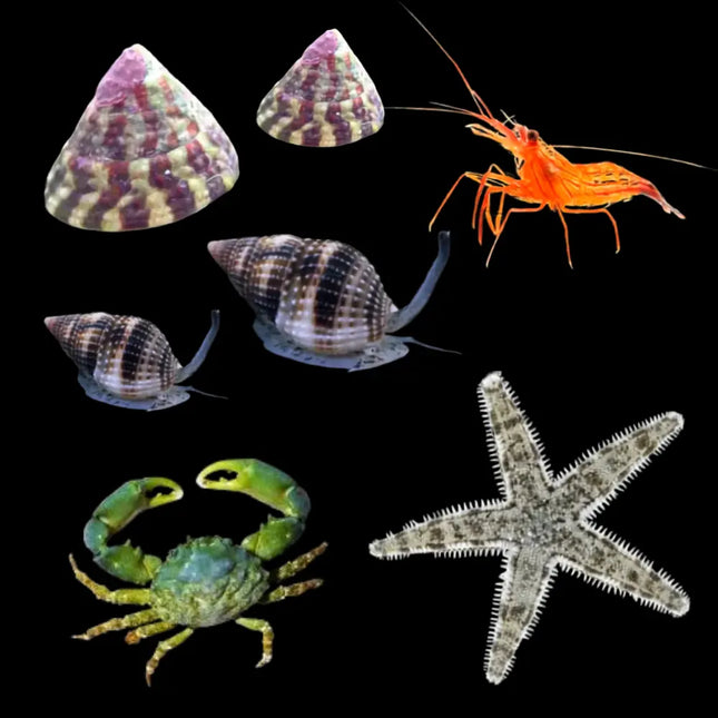 Equipo de limpieza para acuario marino formado por dos Trochus , dos Nassarius, un Mitrax, una Lysmata seticaudata y una Archaster.  