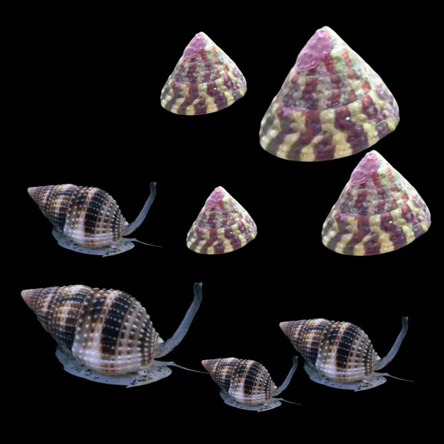 Pack de caracoles marinos Trochus histrio y Nassarius vibex