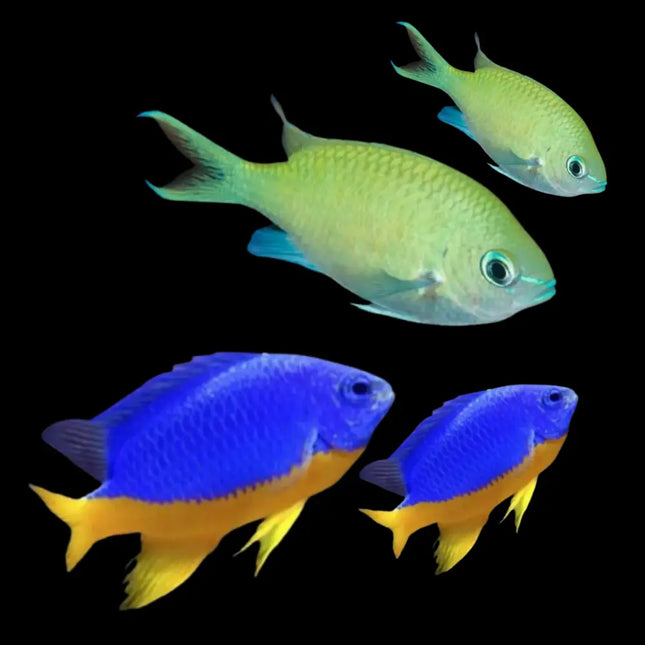 Pack de damiselas para principiantes con Chromis viridis y Chrysiptera hemicyanea