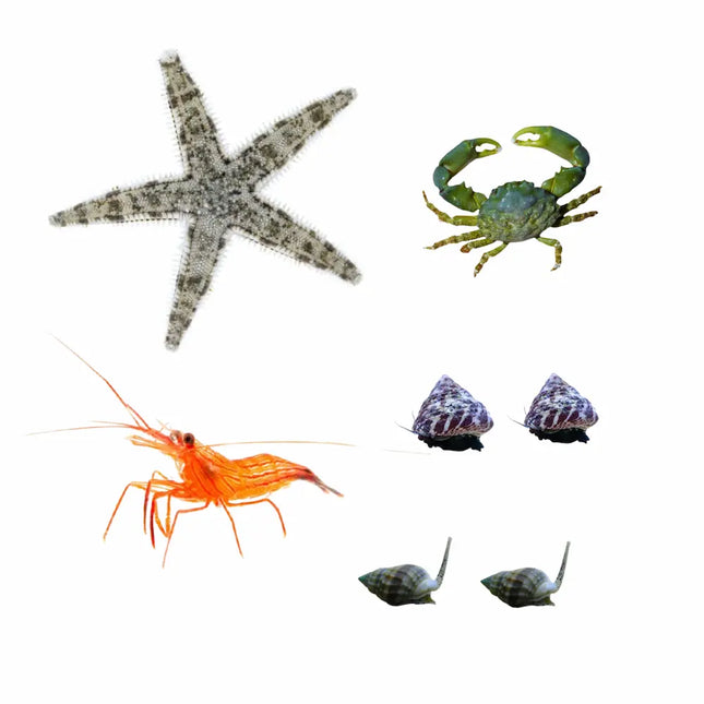 pack invertebrados