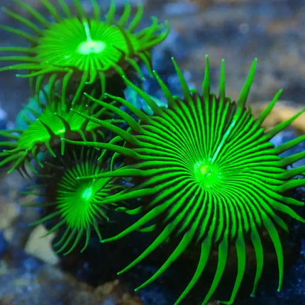 se observan varios pólipos de Palythoa verde con un color muy llamativo