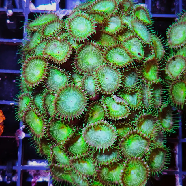 coral verde llamativo