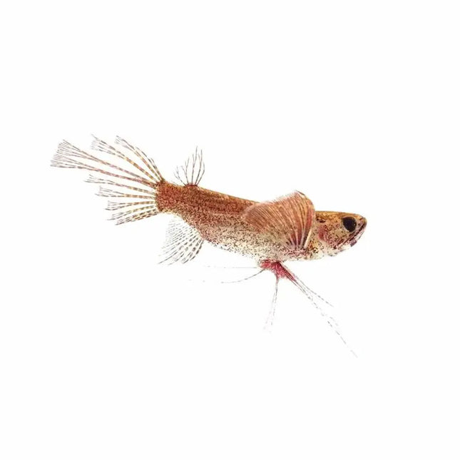 Pantodon buchholzi mostrando sus amplias aletas pectorales en forma de “alas”, cuerpo aplanado y coloración marrón moteada que le permite camuflarse perfectamente en la superficie del agua.