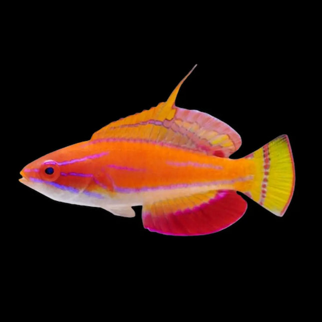 Paracheilinus mccoskeri con cuerpo alargado en tonos anaranjados y azules, y aletas largas con destellos brillantes.
