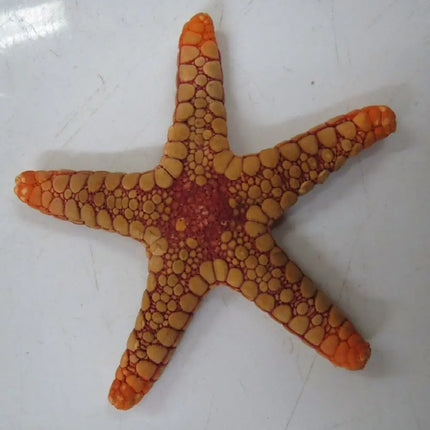 Estrella de mar Paraferdina plakos con brazos largos y delgados, de color suave, sobre el sustrato arenoso de un acuario marino.
