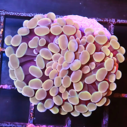Eyphyllia de puntas redondeadas amarillas