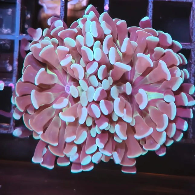 Euphyllia de puntas azules