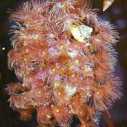 Parazoanthus gracilis es generalmente pacífico con otras especies, pero su rápido crecimiento puede invadir espacios ocupados por otros corales o incluso dañar tejidos cercanos por contacto directo.