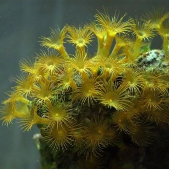 pólipos amarillos del coral