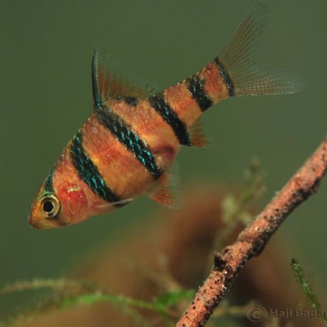 Barbo pentazona Puntius pentazona