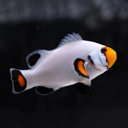 Amphiprion percula Platinum, pez payaso completamente blanco con aletas naranjas