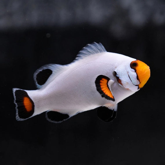 Pez Payaso Pércula Amphiprion percula Platinum