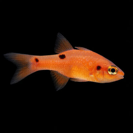 Pez Apogon pseudomaculatus con patrón moteado característico para acuario marino