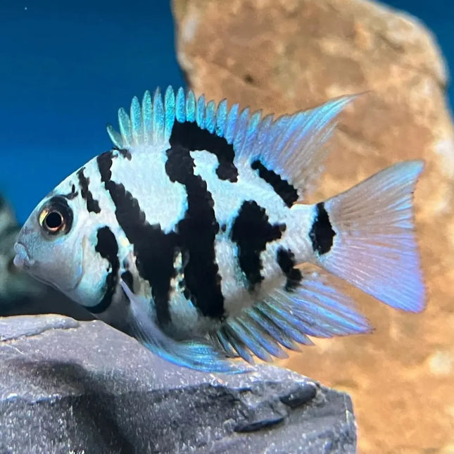 Pez cíclido loro Polar Blue 5 cm
