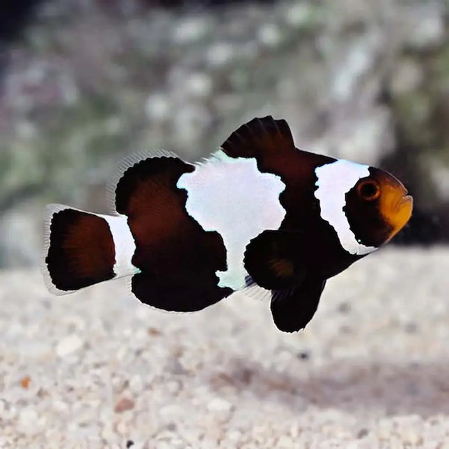 Pez payaso Amphiprion ocellaris Black Ice Snowflake de color blanco, negro y naranja en acuario marino