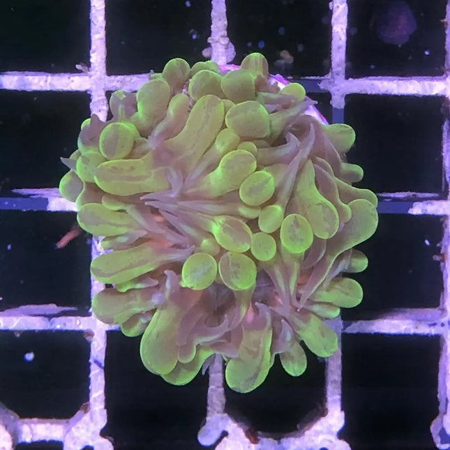 Esqueje de coral manzana Physogyra sp. con grandes pólipos y textura rugosa