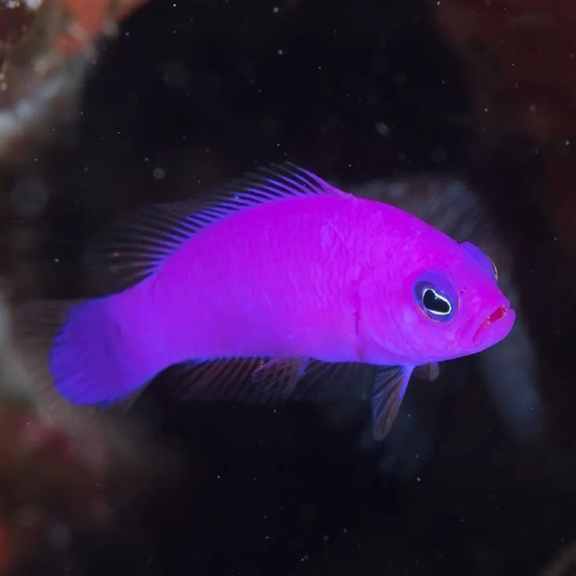 Pictichromis porphyrea (Dottyback Púrpura) de color violeta nadando entre rocas vivas en acuario marino

