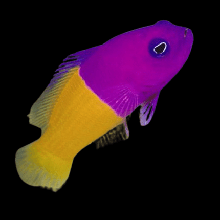 Pictichromis paccagnellae