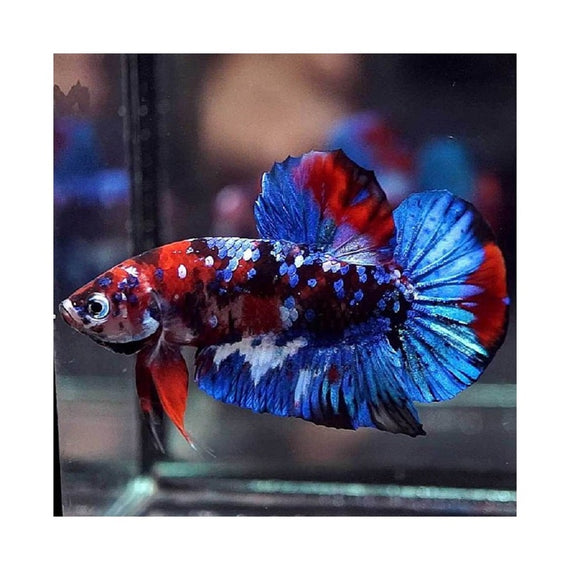 Betta Macho Media Luna Plakat Galaxy