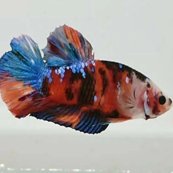 Betta Macho Media Luna Plakat Koi