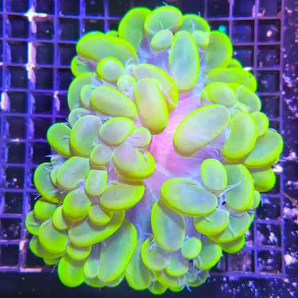 Coral Plerogyra sinuosa con burbujas verde fluoren acuario marino