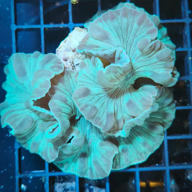 Coral Plerogyra turbida o Nemenzophyllia turbida para acuario marino de arrecife, con pólipos carnosos e inflados.