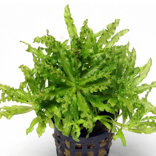 Pogostemon helferii con hojas pequeñas verdes formando alfombra en acuario plantado

