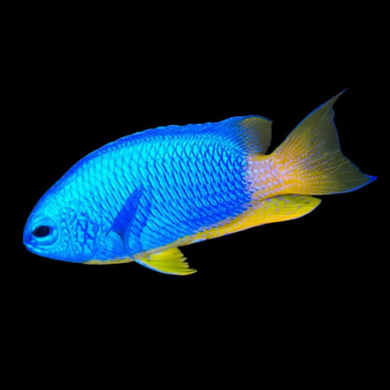Pomacentrus coelestis pez damisela azul eléctrico nadando en acuario marino con roca viva