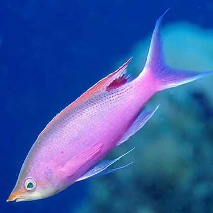 Pseudanthias tuka (Perca de Coral) – Pez Arrecife Exótico para Acuarios Marinos