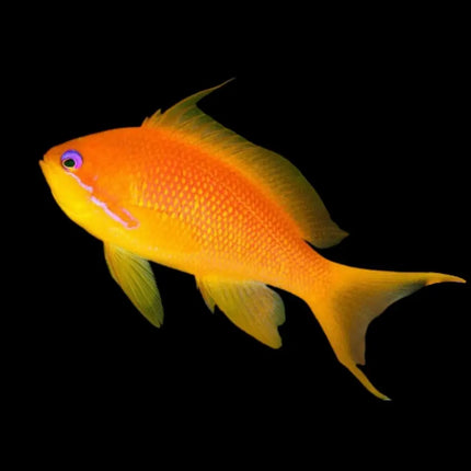 Pez color naranja luminoso y uniforme Pseudanthias squamipinnis