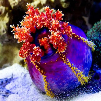 Pepino de mar Pseudocolochirus violaceus con cuerpo púrpura y tentáculos rojos en acuario marino.

