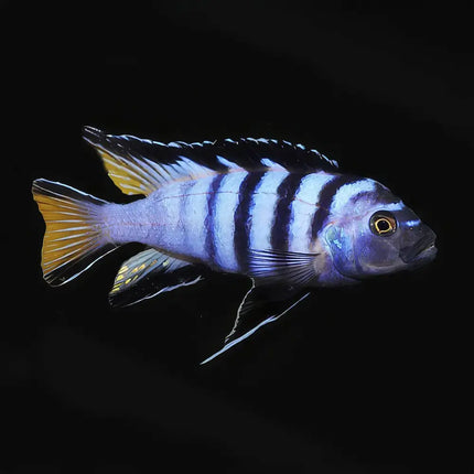 Pseudotropheus elongatus Chewere mostrando cuerpo alargado y compacto, con intensas tonalidades azules y bandas oscuras características que resaltan especialmente en ejemplares bien desarrollados.