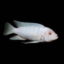 Ciclido Pseudotropheus Blanco Nieve o Pseudotropheus socolofi albino 4-5cm