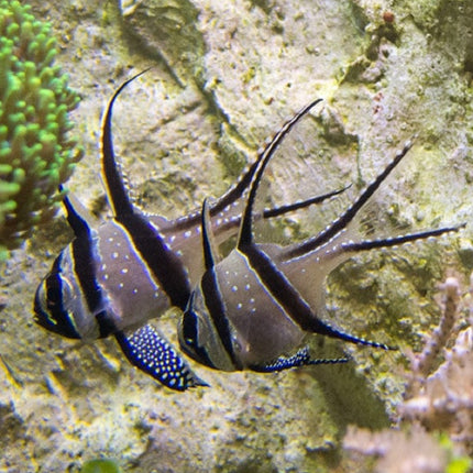 Cardenal de Banggai o Pterapogon kauderni S/M