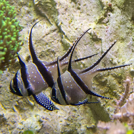 Cardenal de Banggai o Pterapogon kauderni