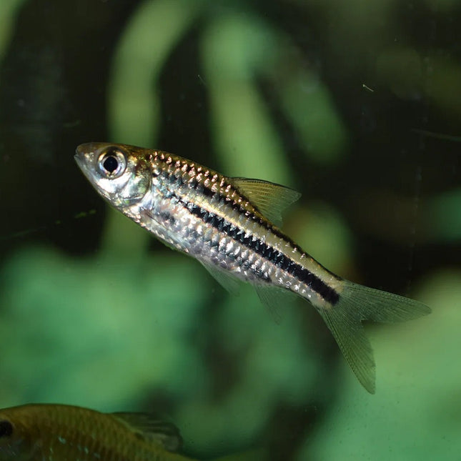 Barbo Rayado Puntius lineatus
