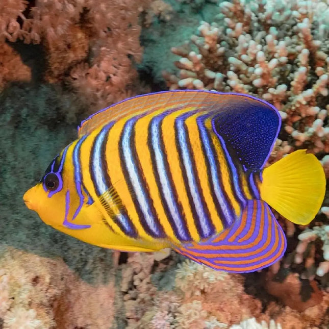 Pygoplites diacanthus con cuerpo amarillo y bandas azul-blancas verticales.