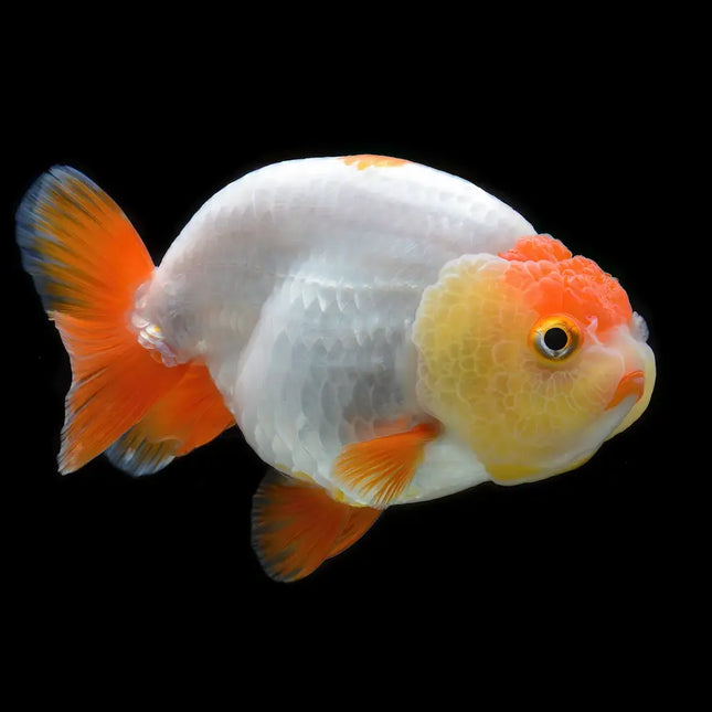 Oranda Ranchu con cuerpo redondo, sin aleta dorsal y capucha carnosa bien desarrollada