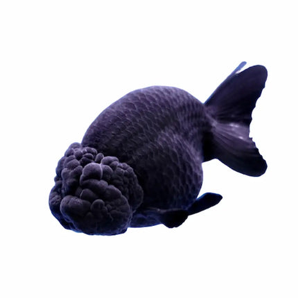 Oranda Ranchu Negro AA con cuerpo redondo, sin aleta dorsal y capucha carnosa bien desarrollada