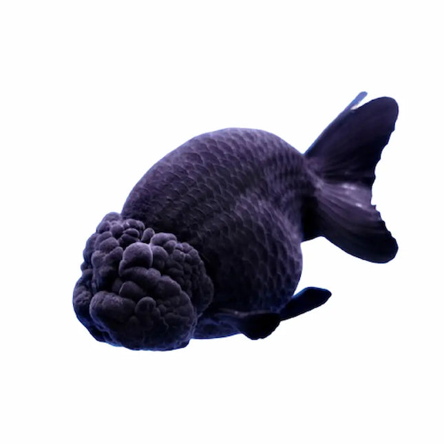 Oranda Ranchu Negro AA con cuerpo redondo, sin aleta dorsal y capucha carnosa bien desarrollada