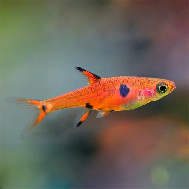 Rasbora maculata con cuerpo rojo translúcido y una mancha oscura en el centro del flanco.