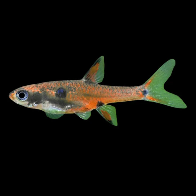 Rasbora maculata nadando en grupo, pez tropical enano de color rojizo con motas oscuras.