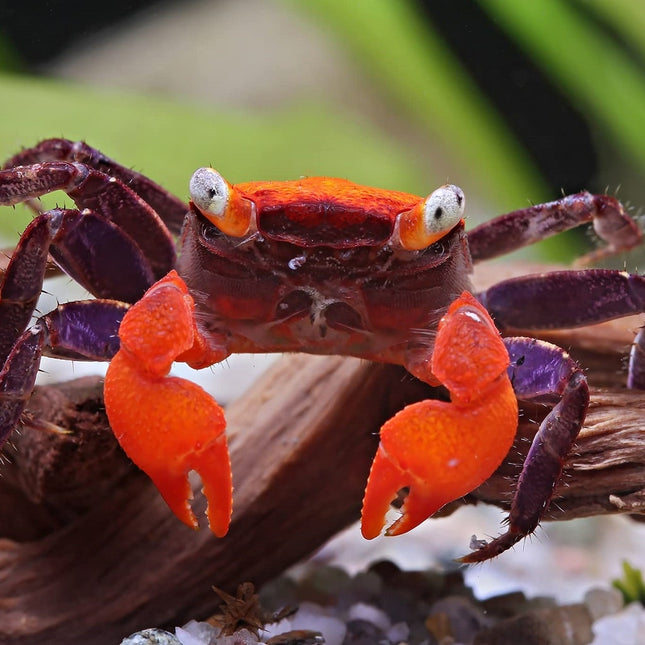 Cangrejo Red Devil Geosesarma