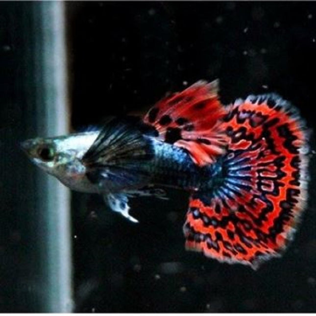 Guppy Macho Red Dragon 3 cm