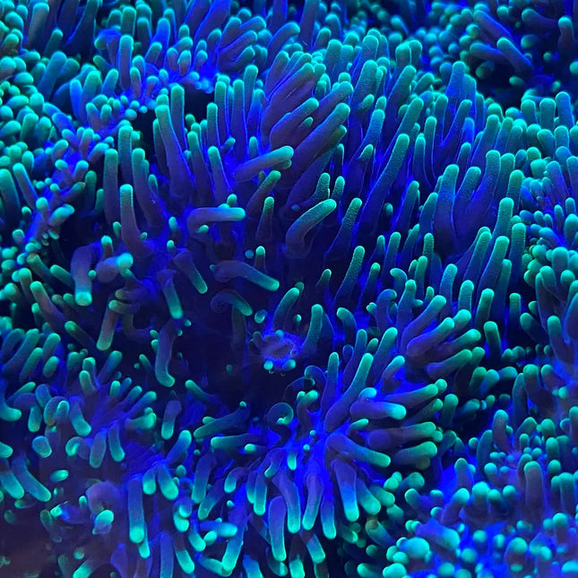 Se observa un ejemplar de color verde y azul con tentáculos