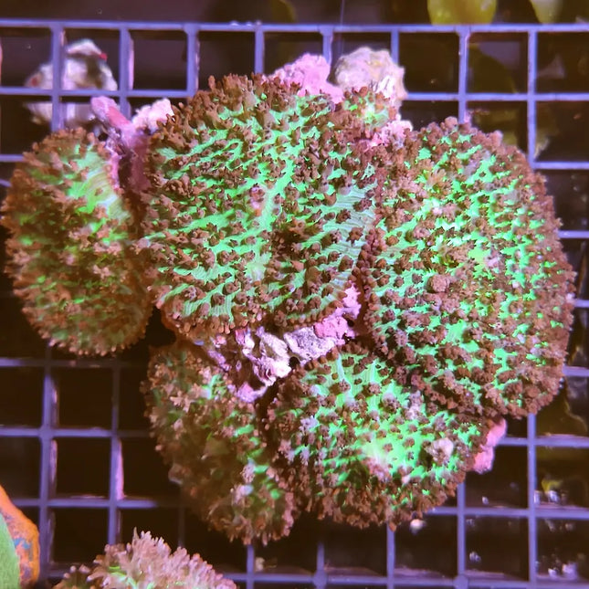 Rhodactis indosinensis. Coral blando verde con pólipos rojos